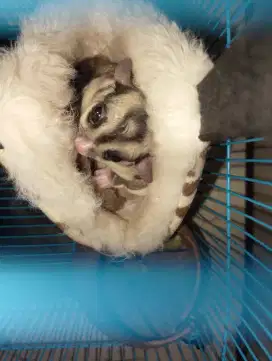 Jual Murah lengkap Sugar Glider kandang dll