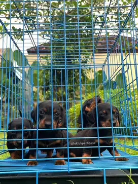 Duchshund Tekel puppies / anjing sosis