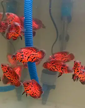 Ikan oscar red leopard import thailand