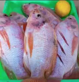 IKAN NILA MERAH FRESH HIDUP