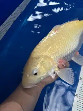 Karasi lemon murmer