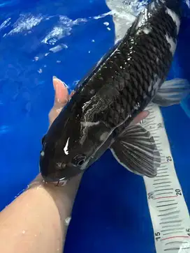 Siro matsuwabake