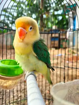 Burung Lovebird gacor sama kandang