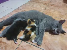 KUCING BSH BICOLOR