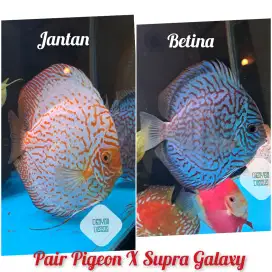 Pair Discus Yellow Pigeon X Supra galaxy