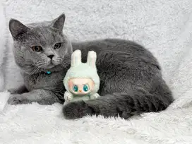 Kucing BSH British Shorthair Jantan