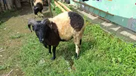 Jual domba/kambing Qurban / Aqiqah