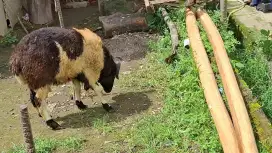 Jual domba/kambing Qurban / Aqiqah