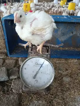Ayam potong broiler Fress tanpa suntik