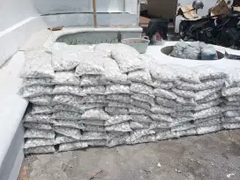 Koral Putih Kupang