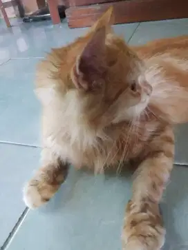 Lepas adopsi kucing Persia medium betina Oren lincah