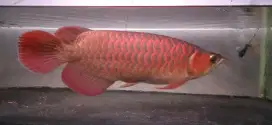 Arwana super red+chip+sertifikat