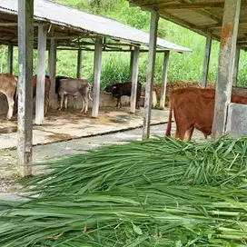 DIJUAL -  LAHAN PETERNAKAN DAN PERTANIAN SERTA RUMAH TINGGAL