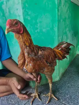 Ayam Bangkok Klasik