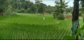 JUAL CEPAT TANAH SAWAH AIR SUBUR BAROS BANJARAN