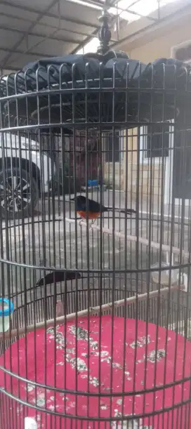 Burung Murai Batu