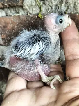 Burung Falk atau Burung Parkit Australia Jenis Wf Lolohan