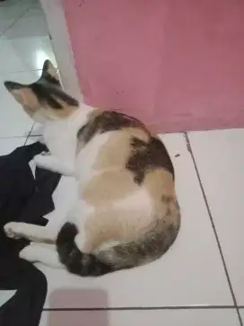 Jual/Adopsi kucing