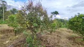 Dijual Tanah Kebun Alpukat, Durian, Jeruk, Kandang Sapi Wajak Malang