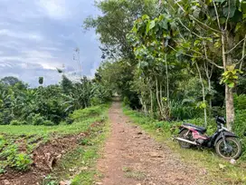 Tanah Subur Hanya 60 Juta ! Luas 740m2 Sragen