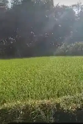 sawah produktif air melimpah