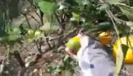 Kebun jeruk dekat wisata  pwec batu