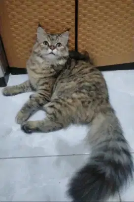 Kucing persia betina bigbone