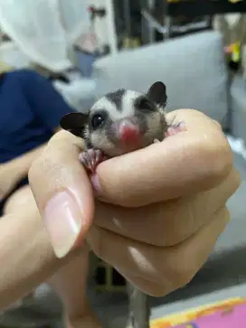 Jual Sugar Glider CG Joey