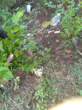 Tanaman pagar PUHUN tetehan