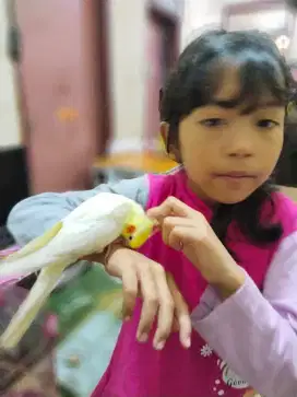 Burung Falk atw kakatua mini