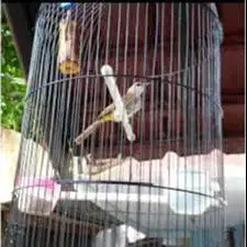 Burung Trocokan Cikarang Baru