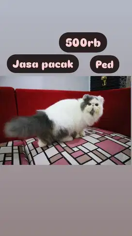 Kucing Persia peaknose pedigree