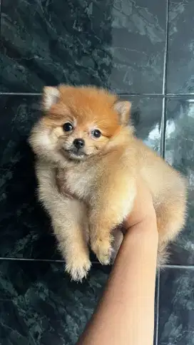 Minipom betina otw 3bulan