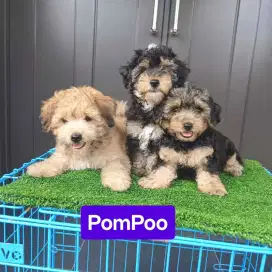 Mini Pom Mix Toy Poodle Jantan Betina