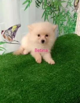 Minipom betina cantiik