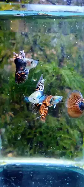 Ikan guppy halmoun mozaik