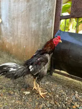 JUAL CEPAT AYAM SIAM