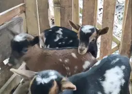 3 ekor anakan kambing mini pygmi 1 jantan 2 betina 4 bulanan exotik ok