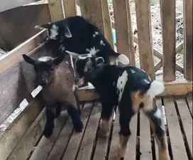 3 ekor cempe kambing mini pygmi 1 jantan 2 betina 4 bulanan exotik top