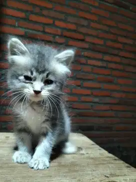 Kucing Persia semi flat