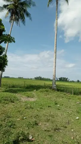 Dijual sawah Wonomulyo