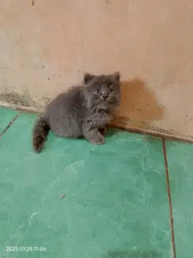 Kucing Ras Anggora Persia Medan