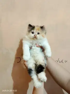 Kucing Ras Anggora Persia Medan