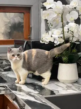 Kucing british shorthair (BSH) betina