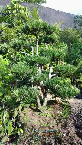 BUAT TAMAN dan MERAPIKAN, MEMBERSIHKAN RUMAH, POTONG RUMPUT DAN POHON