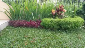 BUAT TAMAN dan MERAPIKAN, MEMBERSIHKAN RUMAH, POTONG RUMPUT DAN POHON