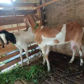 Kambing Aqiqah terjangkau