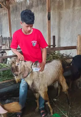 Kambing Aqiqah Nazar Syukuran