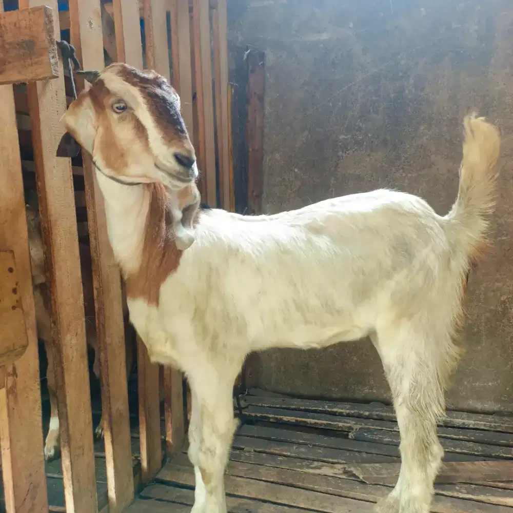 Kambing Aqiqah Nazar Syukuran