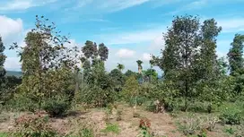 Dijual Tanah Kebun teh + manggis 2928 mter